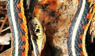 世界上最奇怪的4种蛇